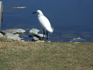 egret